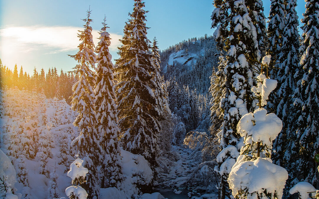 Tips for bedre vinterfotografering