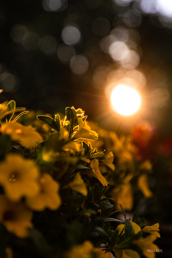 Småblomstret petunia også kalt Million Bells er en småblomstret hengepetunia med mange små blomster i alle farger. Den trives best på en solrik plass