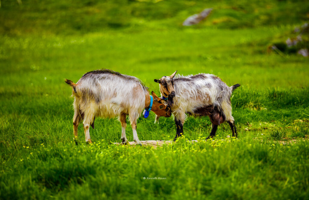 Geiter ved Bruhaug - Her i Bykle og Hovden ligger over 800moh i fjellkommunen Setesdal. Her vil du finne et vakkert fjellområde med hundrevis av turstier, frittgående sau og geiter.