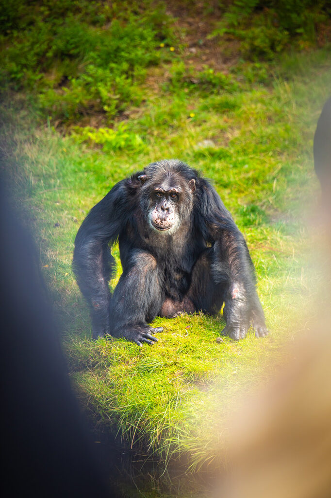 Julius er en bemerkelsesverdig sjimpanse som stjeler hjertene til besøkende i Dyreparken. Med sin livlige personlighet og imponerende intelligens, er Julius en ekte stjerneattraksjon