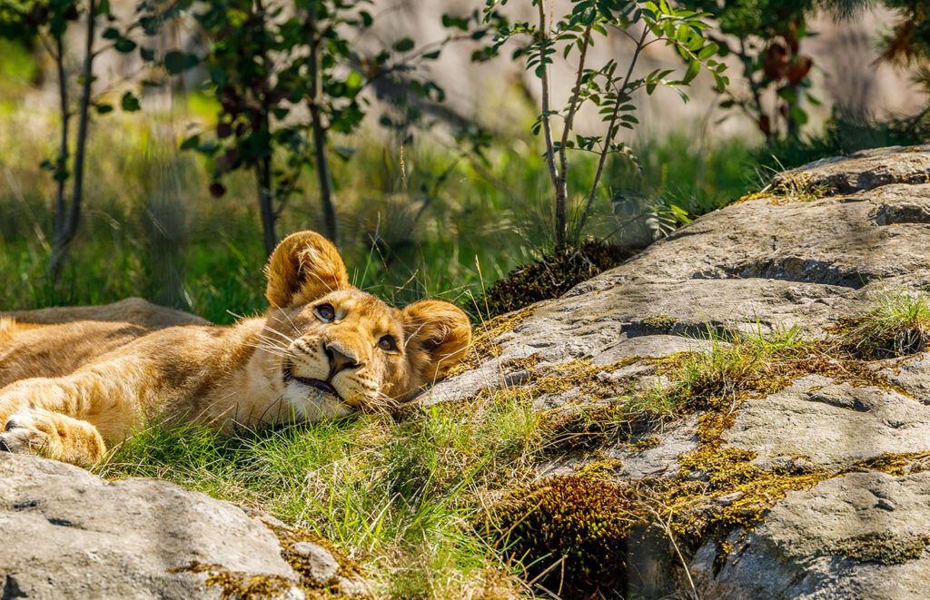 Løvene i Dyreparken i Kristiansand gir besøkende en mulighet til å lære mer om artens atferd, levesett og utfordringer i det ville. Parken legger vekt på bevaring og utdanning, og løvene spiller en viktig rolle i bevaringsprogrammene som parken er involvert i.