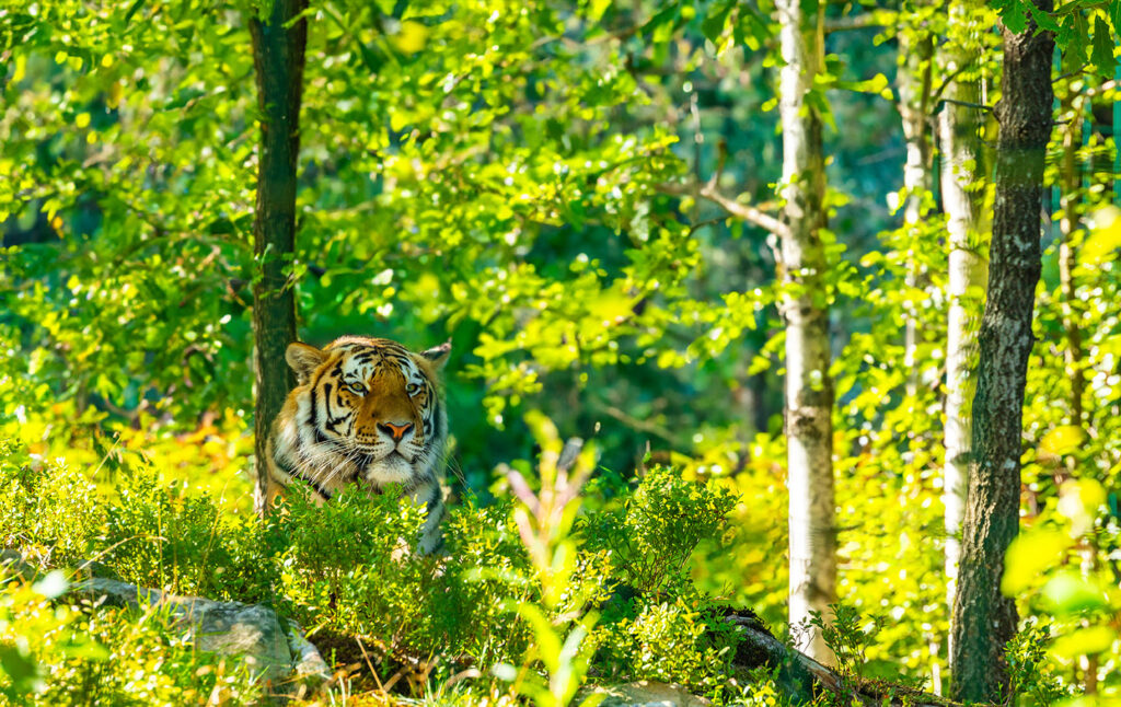 Amurtigeren (Panthera tigris altaica) er en underart av den mektige tigeren og finnes naturlig i fjerne skoger og daler i Øst-Russland og Kina. Når du nærmer deg Amurtigerens utstilling, vil du bli umiddelbart imponert over dens størrelse og skjønnhet.