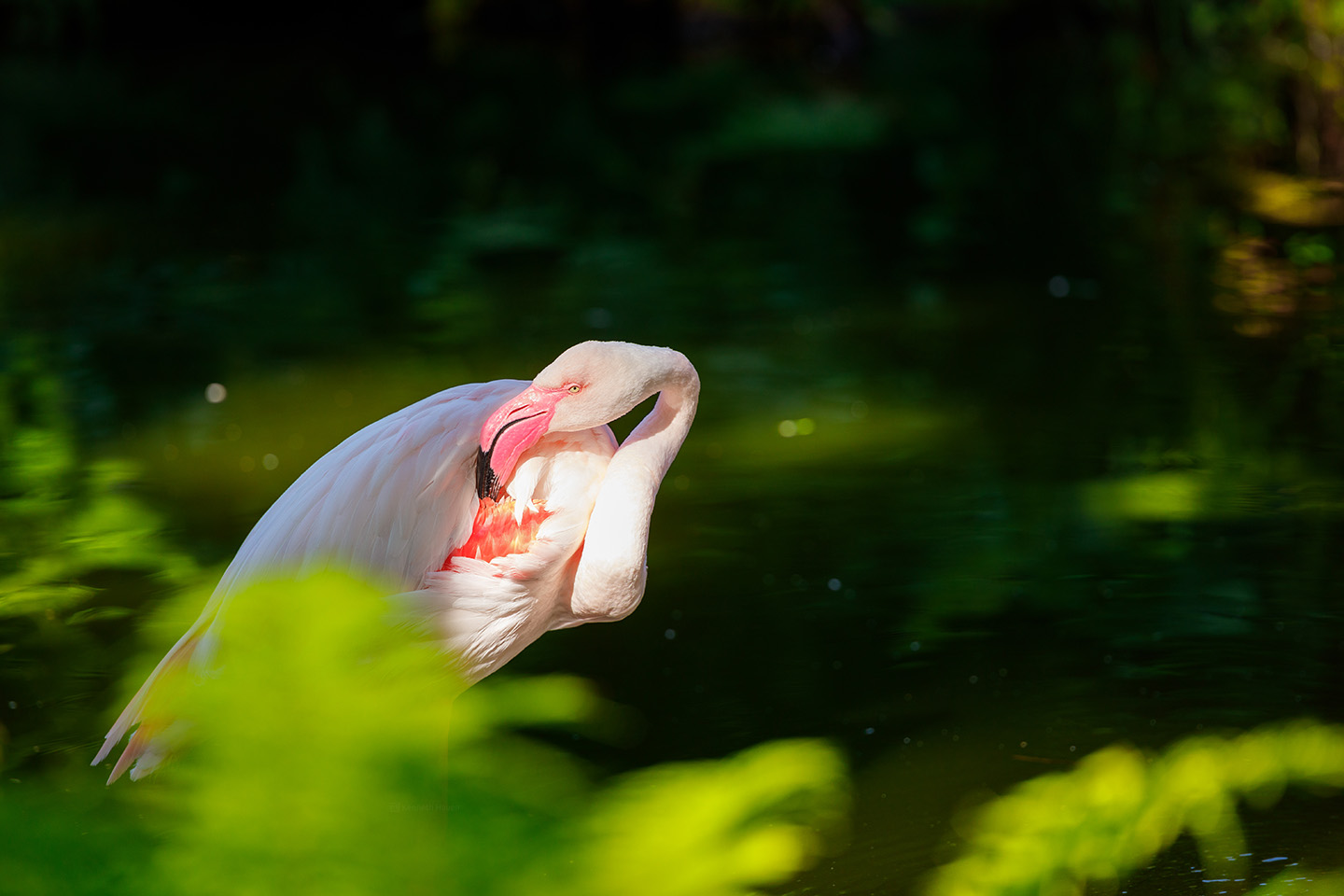 Flamingoene i Dyreparken i Kristiansand utgjør en fortryllende og fargerik attraksjon som tiltrekker seg besøkende i alle aldre. Med sine slående nyanser av rosa og rødt skiller de seg ut som levende juveler i parkens naturlige omgivelser.
