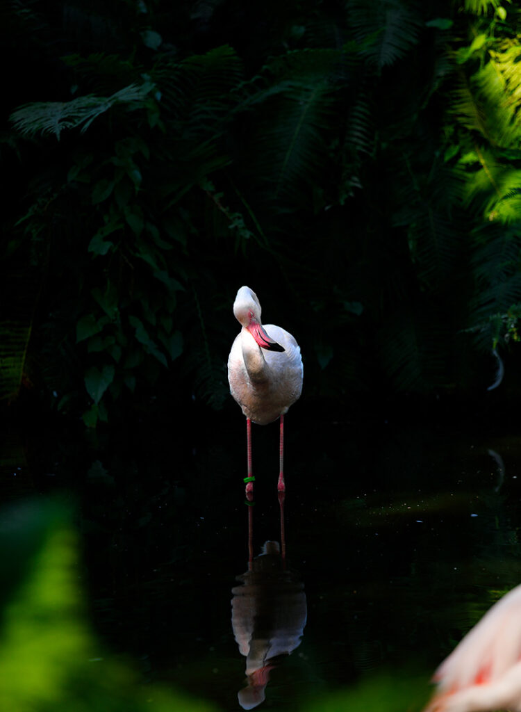 Flamingoene i Dyreparken i Kristiansand utgjør en fortryllende og fargerik attraksjon som tiltrekker seg besøkende i alle aldre. Med sine slående nyanser av rosa og rødt skiller de seg ut som levende juveler i parkens naturlige omgivelser.