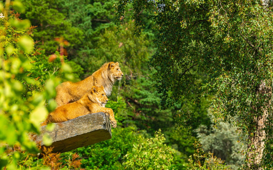 Løvene i Dyreparken i Kristiansand