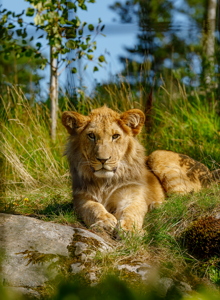 Løve i Dyreparken i Kristiansand gir besøkende en mulighet til å lære mer om artens atferd, levesett og utfordringer i det ville. Parken legger vekt på bevaring og utdanning, og løvene spiller en viktig rolle i bevaringsprogrammene som parken er involvert i.